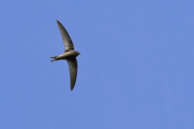 swift flying1